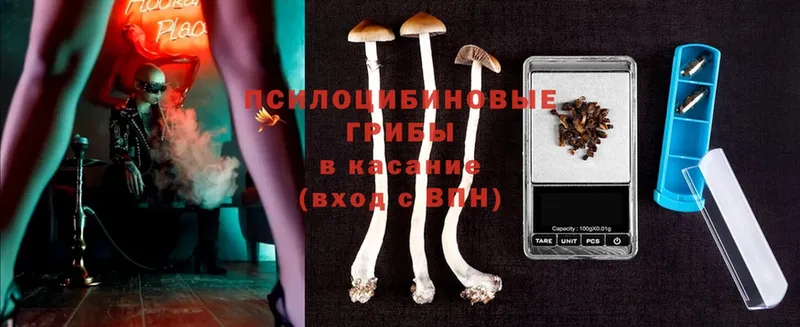 ОМГ ОМГ ТОР  Ельня  даркнет как зайти  Галлюциногенные грибы Psilocybine cubensis 